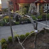 potager_branch
